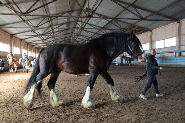 Цифровую платформу для геномной селекции лошадей разрабатывают в России
