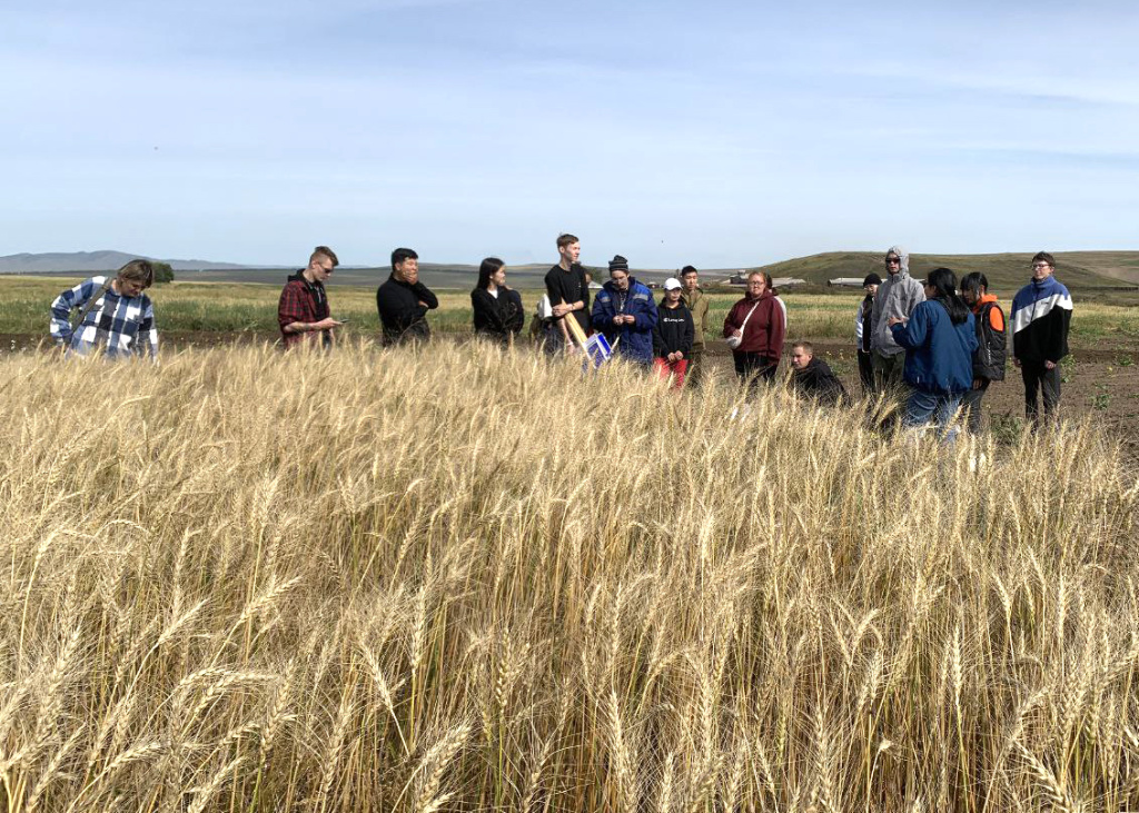 Ученые Бурятской ГСХА выявили самые урожайные сорта пшеницы для степей республики