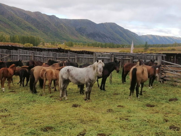 В Бурятии подвели первые итоги реализации программы развития табунного коневодства