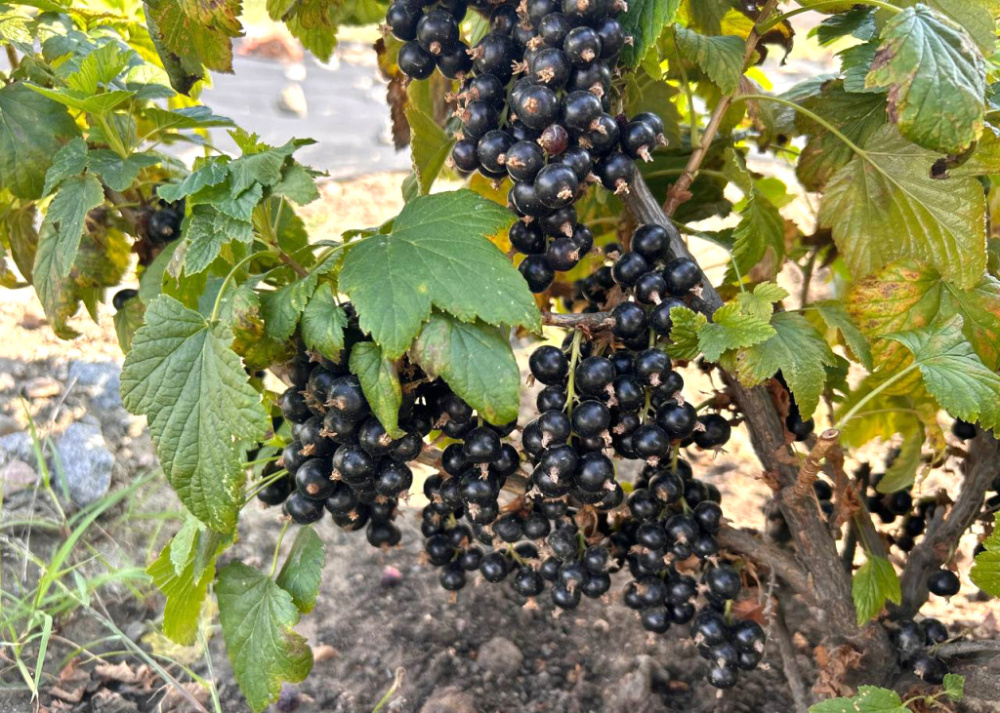 Ученые Бурятской ГСХА вывели новый сорт смородины с рекордным содержанием витамина С