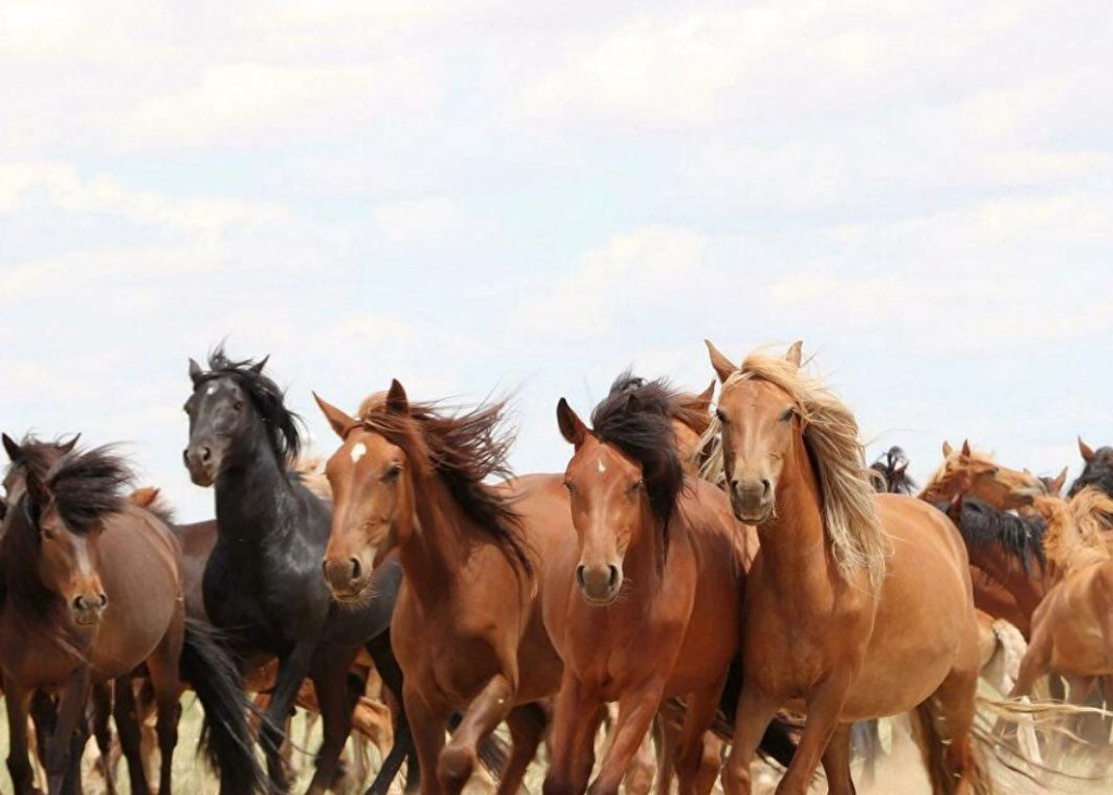 Ученые Бурятской ГСХА сформировали аналитический дашборд по динамике поголовья лошадей в регионах России