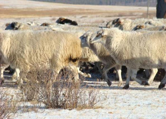 Исследование овец «Бүүбэй» от студентов БГСХА признали лучшими на международной конференции