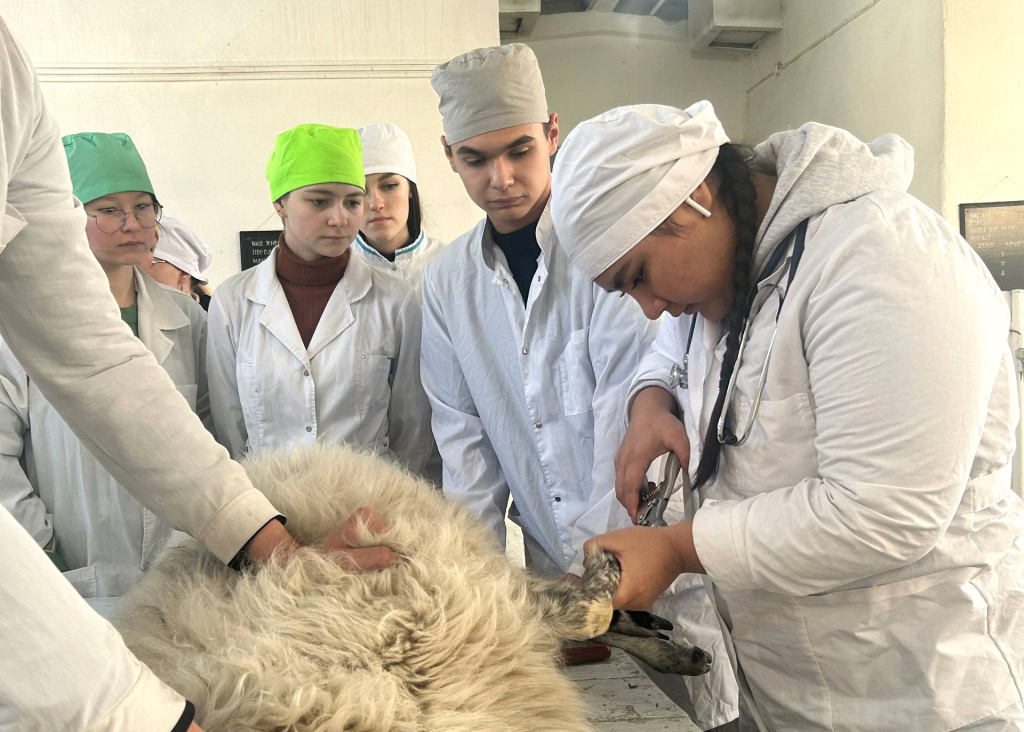 Внутренний отбор на региональный этап чемпионата «Профессионалы-2026» по ветеринарии завершён