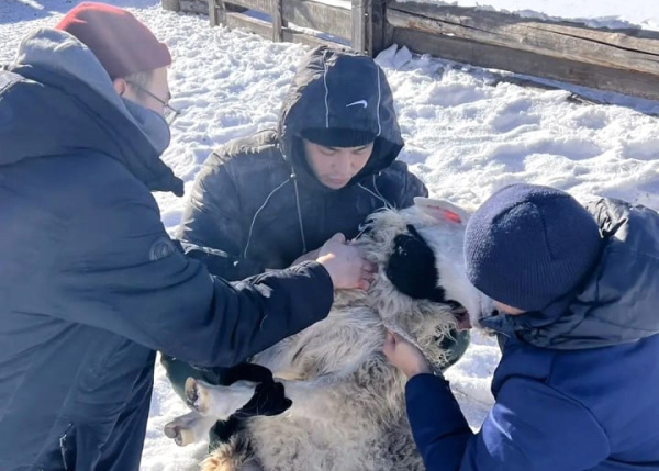 Бурятская ГСХА запускает геномный проект для ускорения селекционного прогресса в овцеводстве Байкальского региона