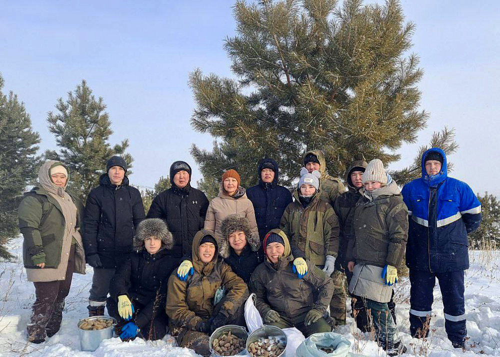 Студенты Бурятской ГСХА и лесники Иволгинского лесхоза заготавливают сосновые шишки